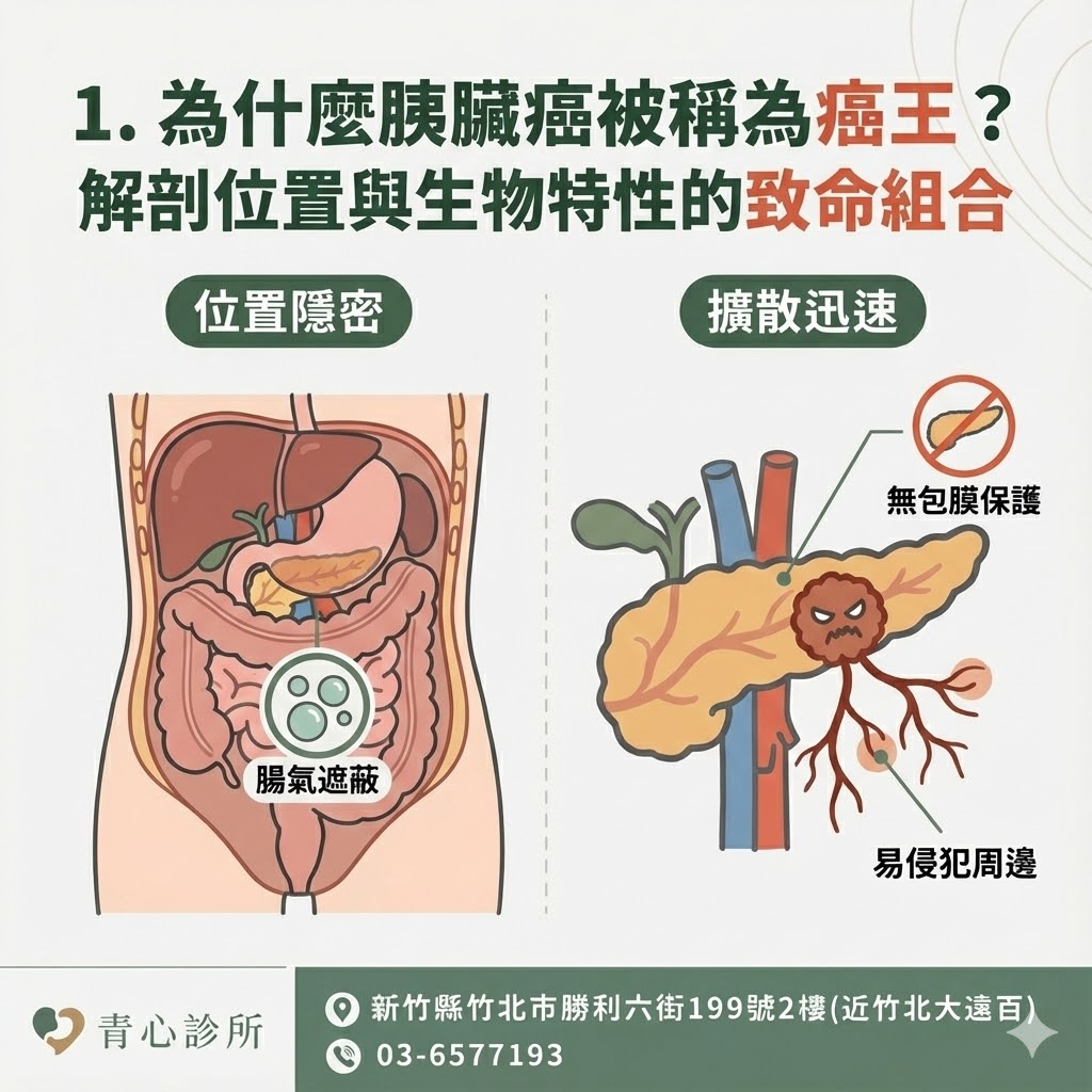 胰臟解剖位置示意
